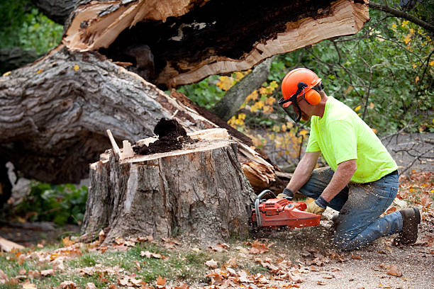 Reliable Prescott, AZ Tree Removal Solutions