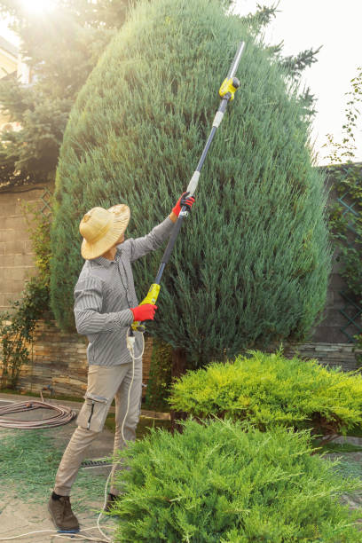 Tree and Shrub Care in Prescott, AZ